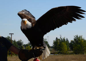Bald Eagle Landing On Human Hand Wallpaper