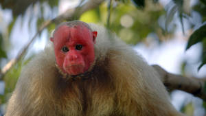 Bald Uakari Monkey Wallpaper