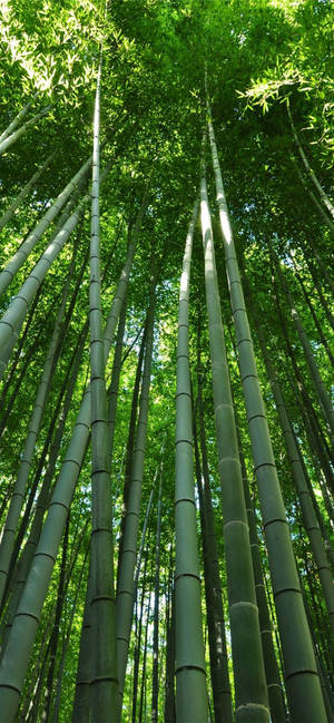 Bamboo Culm And Leaves Iphone Wallpaper