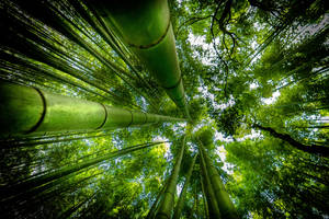 Bamboo Forest Trees Wallpaper