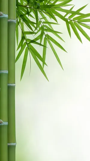 Bamboo Stock Photos, Royalty Free Images Wallpaper