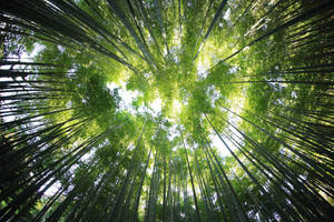 Bamboo Worm's Eye View Wallpaper