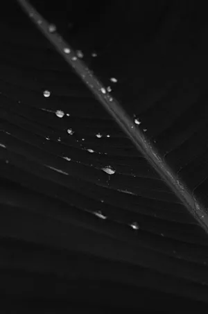 Banana Leaf Grayscale Wallpaper