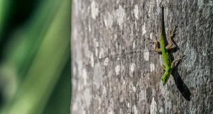 Barbados Crawling Lacertids Wallpaper