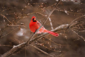 Bare Branches With Cardinal Wallpaper