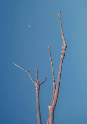 Barren Tree Pointing At Crescent Moon Wallpaper