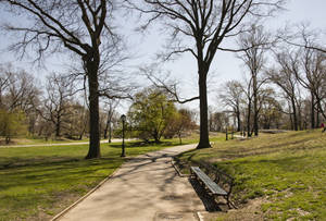 Barren Trees Along Central Park Path Wallpaper