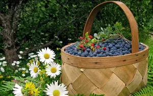 Basket Of Blueberries On A Garden Wallpaper