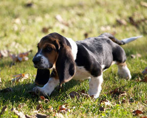 Basset Hound Puppy On Grass Wallpaper