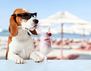 Beagle Beach Summer Wallpaper