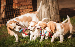 Beagle Family Tug Of War Wallpaper