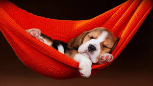 Beagle Puppy On A Hammock Wallpaper