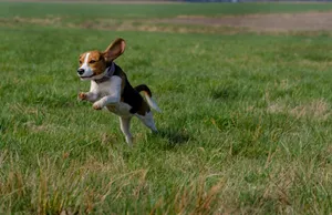 Beagle Runningin Field.jpg Wallpaper