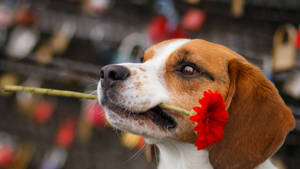 Beagle With Red Flower Wallpaper