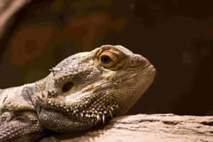 Bearded Dragon Closeup.jpg Wallpaper