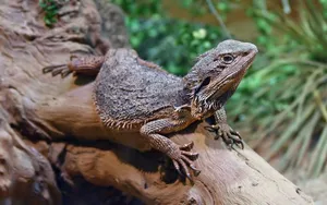 Bearded Dragon On Branch.jpg Wallpaper