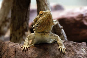 Bearded Dragon On Rock.jpg Wallpaper