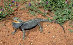 Bearded Dragonin Natural Habitat.jpg Wallpaper