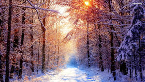 Beautiful 1920x1080 Winter Desktop Display Wallpaper