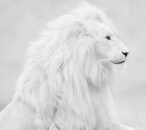 Beautiful Black And White Lion Wallpaper