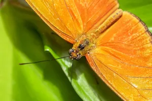 Beautiful Bright Yellow Butterfly Wallpaper