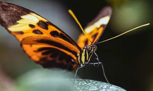 Beautiful Butterfly Brown Yellow Wallpaper