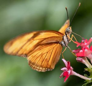 Beautiful Butterfly On Pink Flower Wallpaper