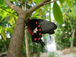 Beautiful Butterfly On Tree Wallpaper