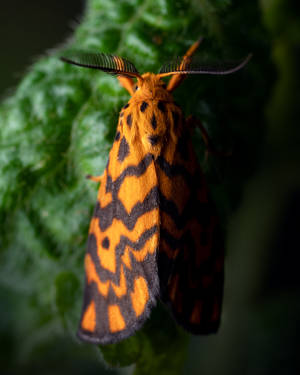 Beautiful Butterfly Orange Black Wallpaper