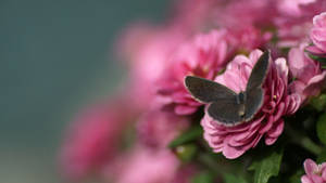 Beautiful Butterfly Pink Rose Wallpaper