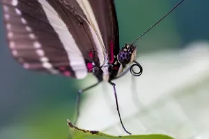 Beautiful Butterfly Tiny Legs Wallpaper