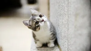 Beautiful Cat Beside Concrete Wall Wallpaper