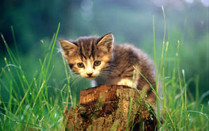 Beautiful Cat In Chopped Tree Wallpaper