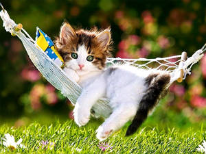 Beautiful Cat In Cradle Wallpaper