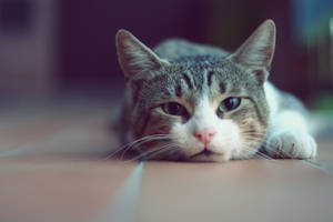 Beautiful Cat On Tiled Floor Wallpaper