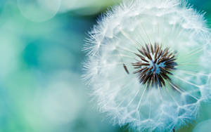 Beautiful Dandelion Aesthetic Teal Wallpaper