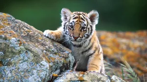 Beautiful Desktop Animal Baby Tiger Wallpaper
