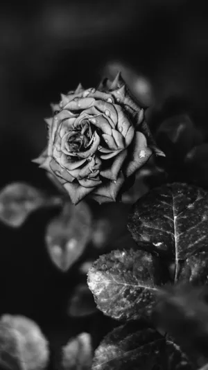 Beautiful Exotic Flower Black Rose Iphone Wallpaper