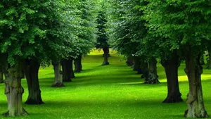 Beautiful Field Trees With Green Grass Wallpaper