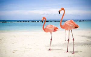 Beautiful Flamingos On The Beach Wallpaper