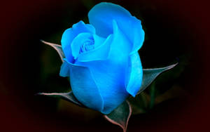 Beautiful Flower Blue Rose Wallpaper