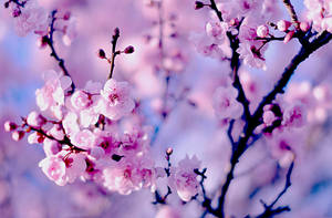 Beautiful Flower Cherry Blossom Branches Wallpaper