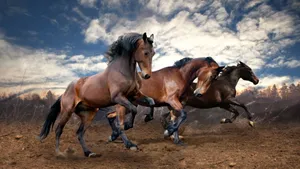 Beautiful Horses Cloudy Day Wallpaper