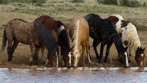 Beautiful Horses Drinking Water Wallpaper