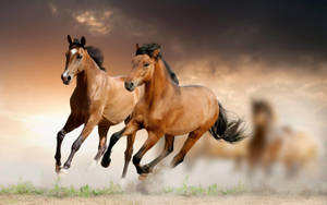 Beautiful Horses Running Gracefully Wallpaper