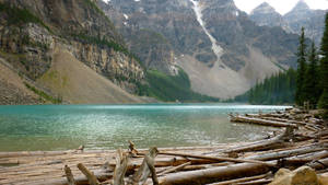 Beautiful Nature Photography Lake Log Mat Wallpaper