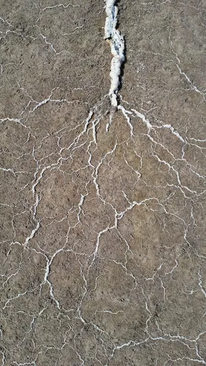 Beautiful Nature White Plant Roots Wallpaper