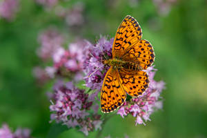 Beautiful Orange Butterfly On Flowers Wallpaper