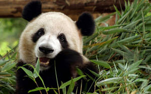 Beautiful Panda Gnawing Plants Wallpaper