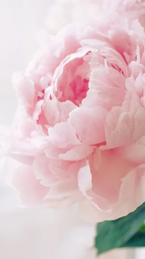 Beautiful Peony Iphone Wallpaper